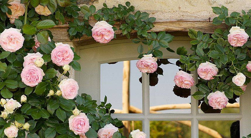 Георгины Бора Бора - описание, характеристики, посадка, уход и отзывы о сорте Георгины Бора Бора: описание, характеристики, посадка, уход и отзывы о сорте